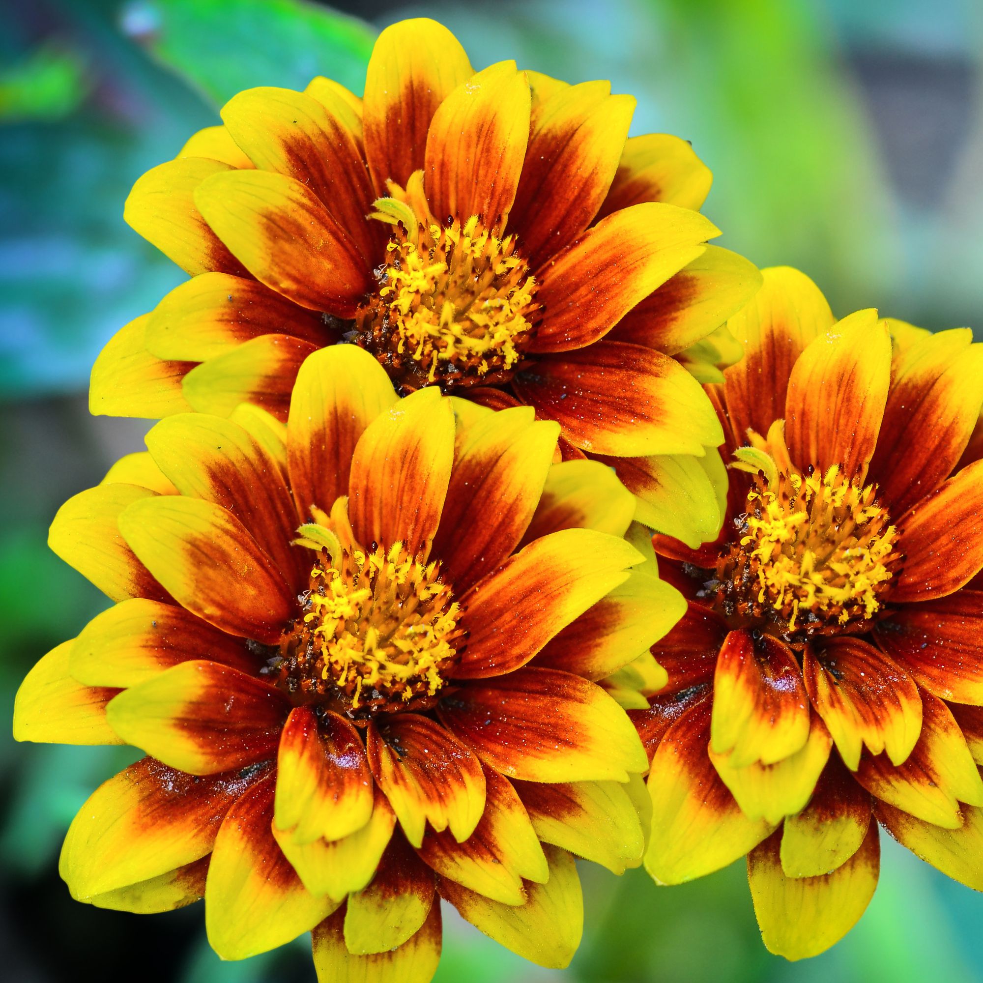 Zinnia Seeds - Persian Carpet Mix - 1 Lb ~40,000 Seeds - Buy Wholesale Bulk Non-GMO, Heirloom, Farm & Garden Seeds Online, Zinni